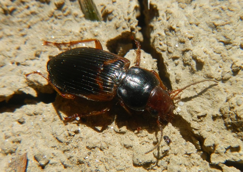 Carabidae: Chlaenius chrysocephalus e Anisodactylus heros